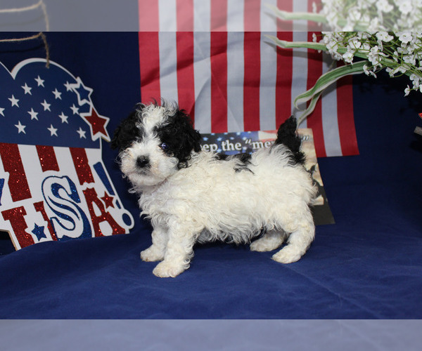 Medium Photo #77  Breeder Profile in CHANUTE, KS, USA