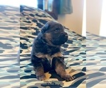 Small #29 Breeder Profile image