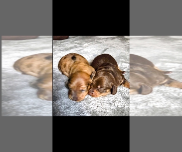 Medium Photo #1  Breeder Profile in ATTICA, IN, USA