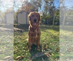 Small breeder photo