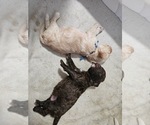 Small #16 Breeder Profile image