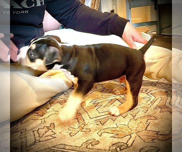 Medium Photo #33  Breeder Profile in FORT MITCHELL, AL, USA