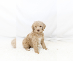 Small #36 Breeder Profile image