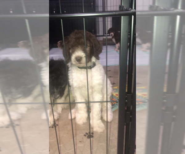 Medium Photo #1  Breeder Profile in OROVILLE, CA, USA