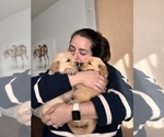 Small breeder photo