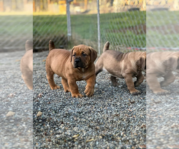 Medium Photo #20  Breeder Profile in ROY, WA, USA
