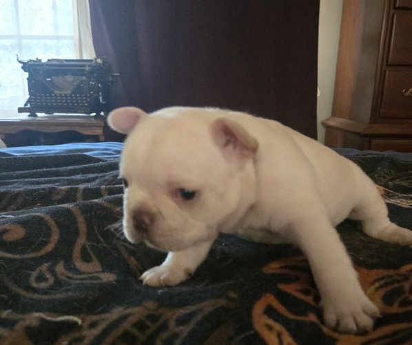 Medium Photo #7  Breeder Profile in LEXINGTON, KY, USA