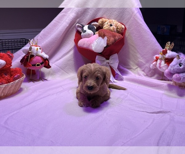 Medium Photo #6  Breeder Profile in SUMMERVILLE, SC, USA