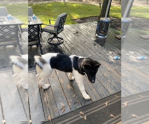 Medium Photo #44  Breeder Profile in MCDONOUGH, GA, USA
