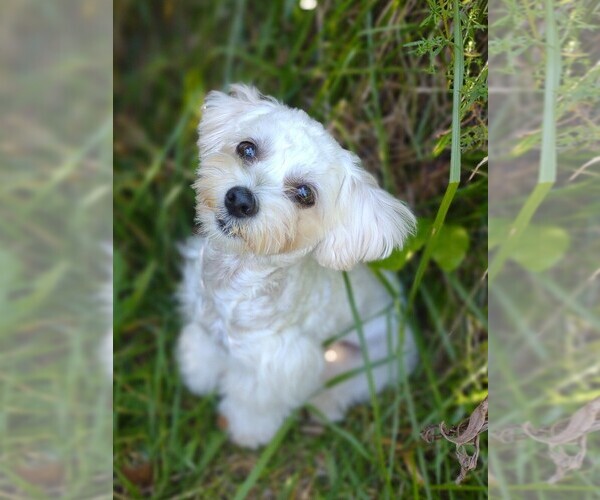 Medium Photo #4  Breeder Profile in BARREN SPRINGS, VA, USA
