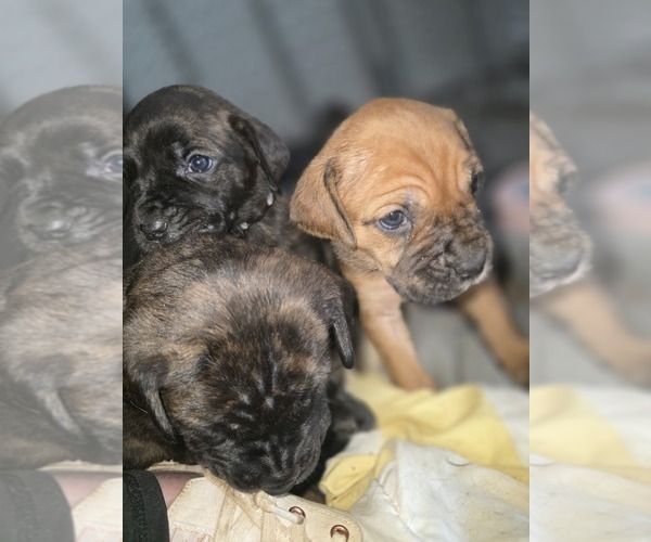 Medium Photo #11  Breeder Profile in BLANCA, CO, USA