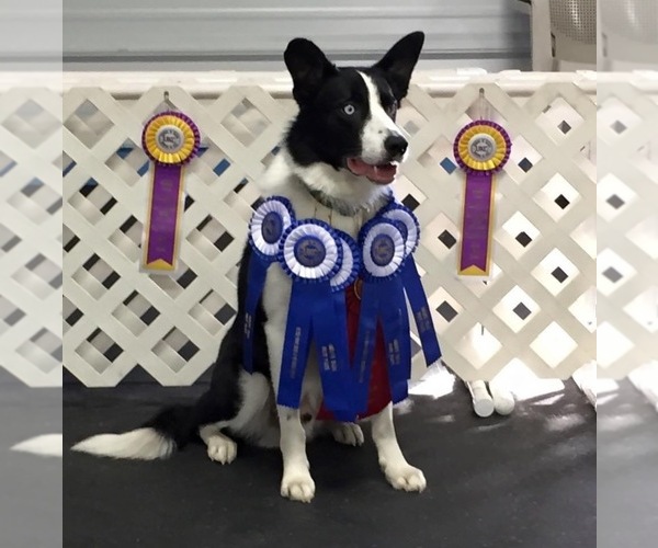 Medium Photo #9  Breeder Profile in FRANKFORT, IL, USA