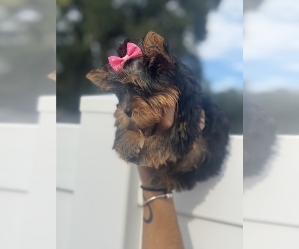 Medium Photo #17  Breeder Profile in SEFFNER, FL, USA