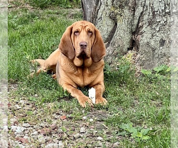 Medium Photo #1  Breeder Profile in ROBINSON, IL, USA
