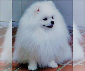 Main photo of Pomeranian Dog Breeder near CLAYTON, NC, USA
