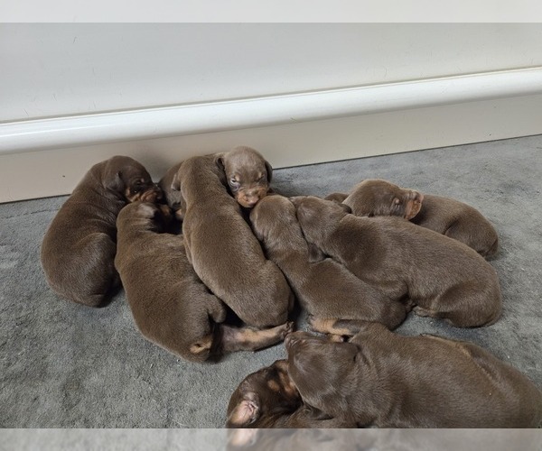 Medium Photo #6  Breeder Profile in COLUMBIA CITY, IN, USA