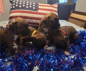 Boxer Dog Breeder near FORT MYERS, FL, USA