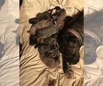Small breeder photo