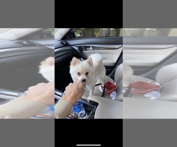 Medium Photo #1  Breeder Profile in ROCKVILLE, CT, USA