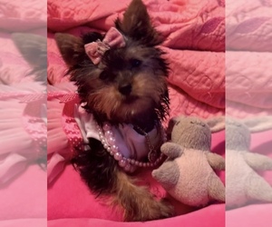 Yorkshire Terrier Dog Breeder near BROOKHAVEN, MS, USA