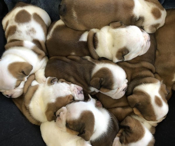 Medium Photo #1  Breeder Profile in BOONEVILLE, MS, USA