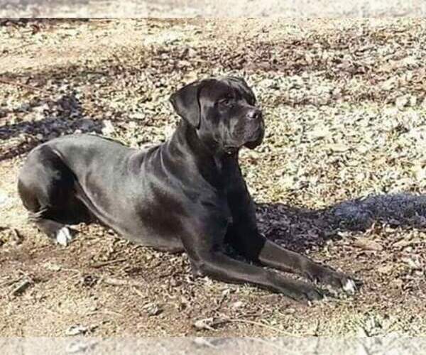 Medium Photo #1  Breeder Profile in LUCAS, KS, USA