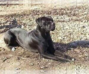Cane Corso Dog Breeder near LUCAS, KS, USA
