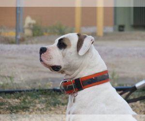 American Bulldog Dog Breeder near GALLUP, NM, USA
