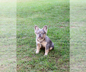 French Bulldog Dog Breeder near LONGVIEW, TX, USA
