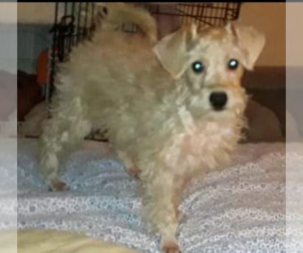 Medium Photo #1  Breeder Profile in BRAINTREE, MA, USA