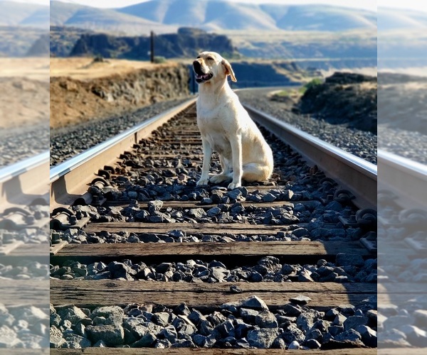 Medium Photo #1  Breeder Profile in GOLDENDALE, WA, USA