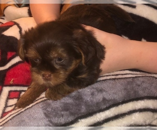 Medium Photo #27  Breeder Profile in SCOTTSDALE, AZ, USA