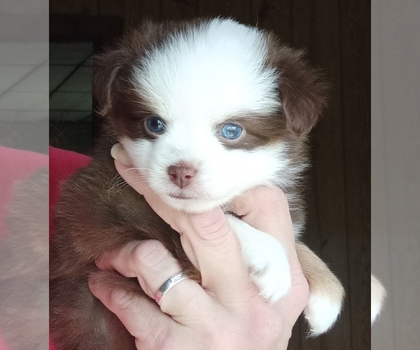 Medium Photo #36  Breeder Profile in BLACKSBURG, SC, USA