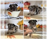 Small #6 Breeder Profile image