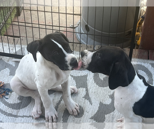 Medium Photo #21  Breeder Profile in ORR, MN, USA