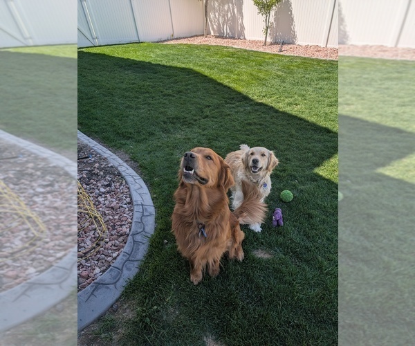 Medium Photo #34  Breeder Profile in DOLORES, CO, USA