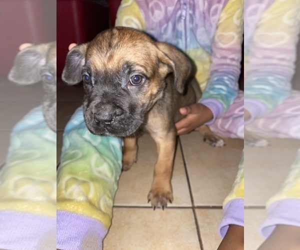 Medium Photo #1  Breeder Profile in GARY, IN, USA