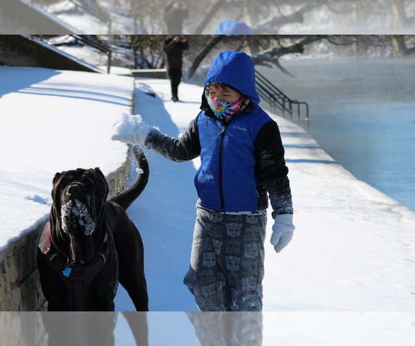 Medium Photo #38  Breeder Profile in SAN MARCOS, TX, USA