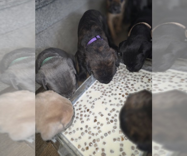 Medium Photo #13  Breeder Profile in BLANCA, CO, USA