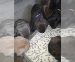 Small #12 Breeder Profile image
