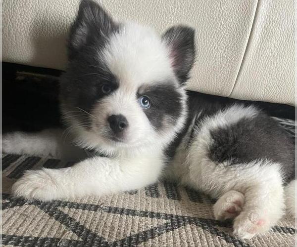 Medium Photo #17  Breeder Profile in VENUS, PA, USA