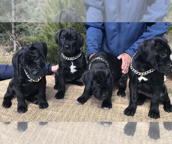 Medium Photo #10  Breeder Profile in LOYALTON, CA, USA