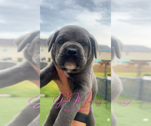 Cane Corso Dog Breeder near JOLIET, IL, USA
