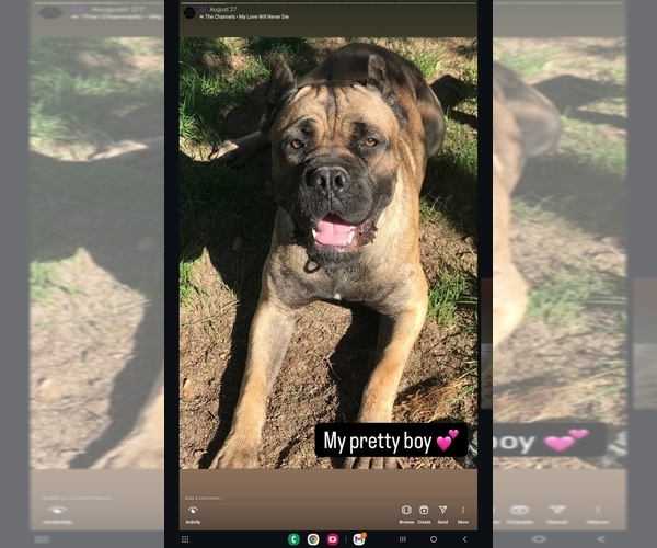 Medium Photo #1  Breeder Profile in MARIPOSA, CA, USA