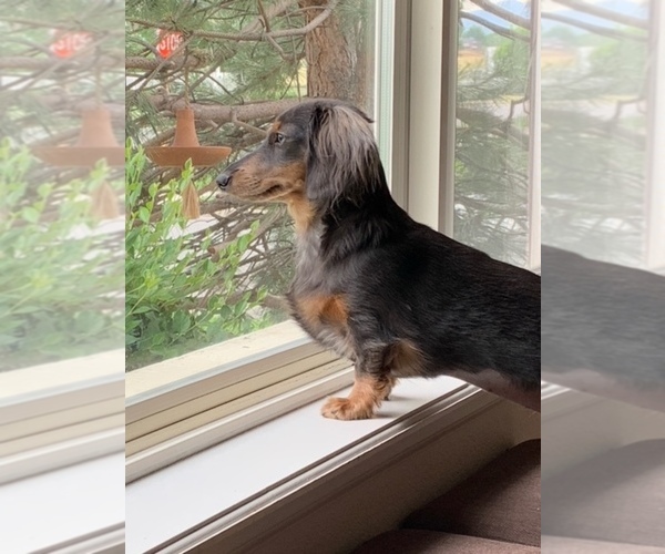 Medium Photo #8  Breeder Profile in COLORADO SPRINGS, CO, USA