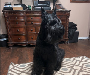 Medium Breeder Profile Photo