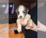Small #13 Breeder Profile image