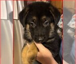 Small #17 Breeder Profile image