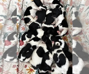 Newfoundland Dog Breeder near SAXTONS RIVER, VT, USA