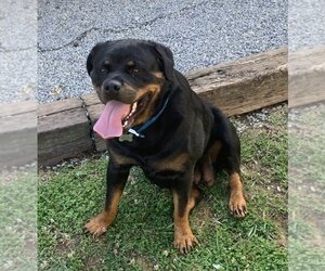 Rottweiler Dog Breeder near COLUMBIA, KY, USA